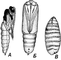 Общая характеристика насекомых, Биология