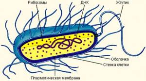 Царство Дробянки. Бактерии. Размножение и питание бактерий