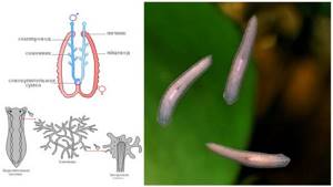 Класс Планарии, или Ресничные черви, Биология