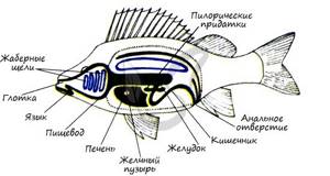Основные систематические группы рыб, Биология