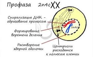 Клеточный цикл, Биология