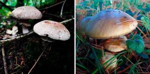 Разнообразие грибов: низшие грибы, высшие грибы и шляпочные грибы. Съедобные, несъедобные и ядовитые грибы