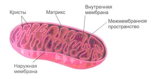 Строение клетки, Биология