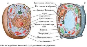 Ядро клетки, Биология