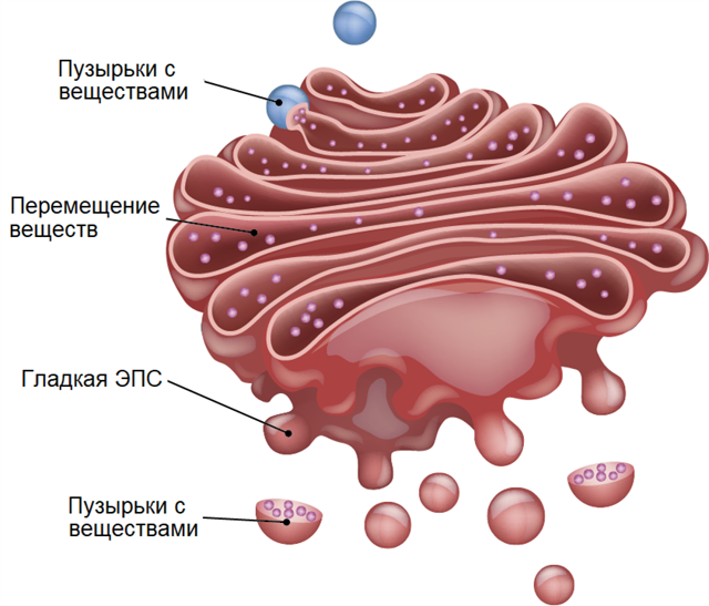 Цитоплазма и ее структурные компоненты, Биология