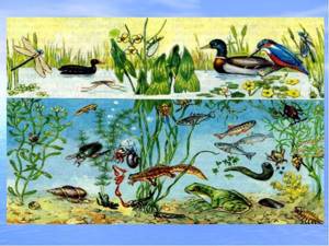 Водные экосистемы, Биология