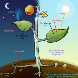 Образование растениями кислорода в процессе фотосинтеза, Биология