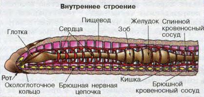 Тип Плоские черви, Биология