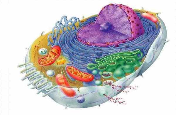 Митохондрии: строение и функции в клетке (рисунки и таблицы)