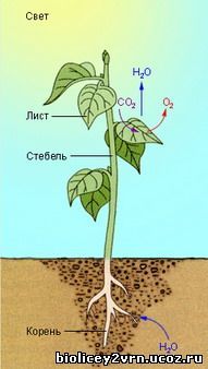 Воздушное питание растений