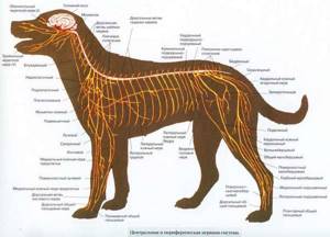 Нервная система и органы чувств млекопитающих, Биология