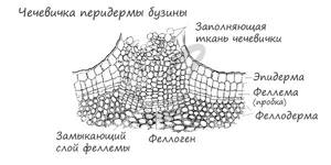 Покровная ткань растений: строение первичной и вторичной ткани, функции, толщина у разных растений